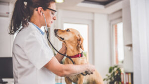 Vet with dog